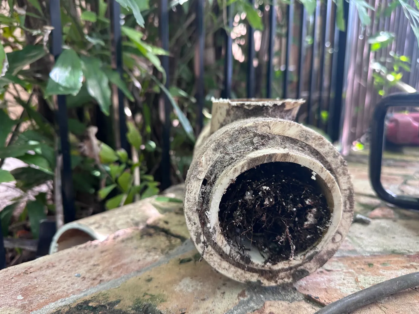End view of an old drain pipe fitting packed solid with tree roots and soil